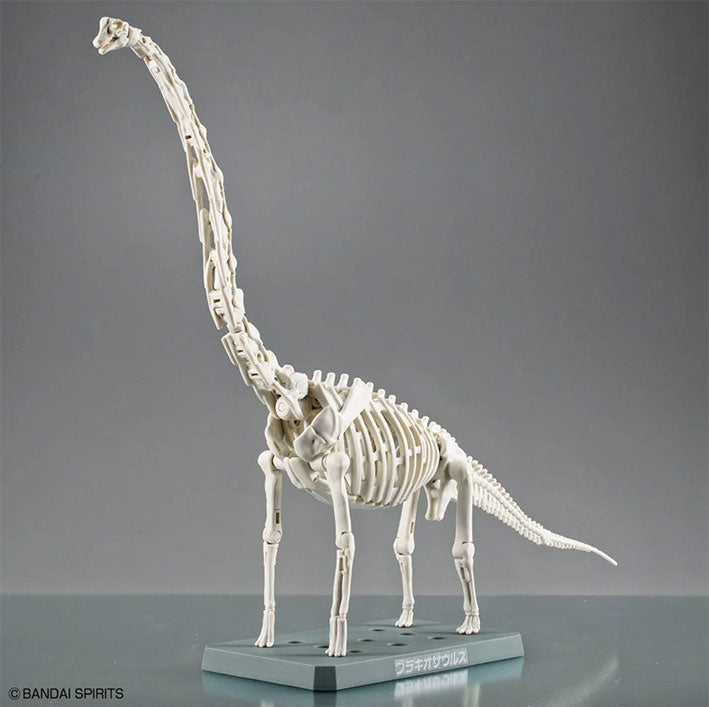 Bandai Hobby - Dinosaur Model Kit - Plannosaurus - Brachiosaurus